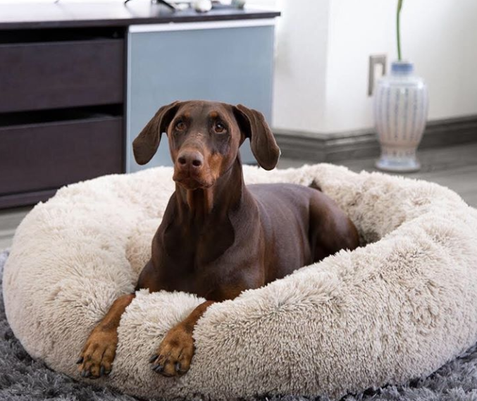 Wie finde ich das richtige Hundebett für meinen Hund?