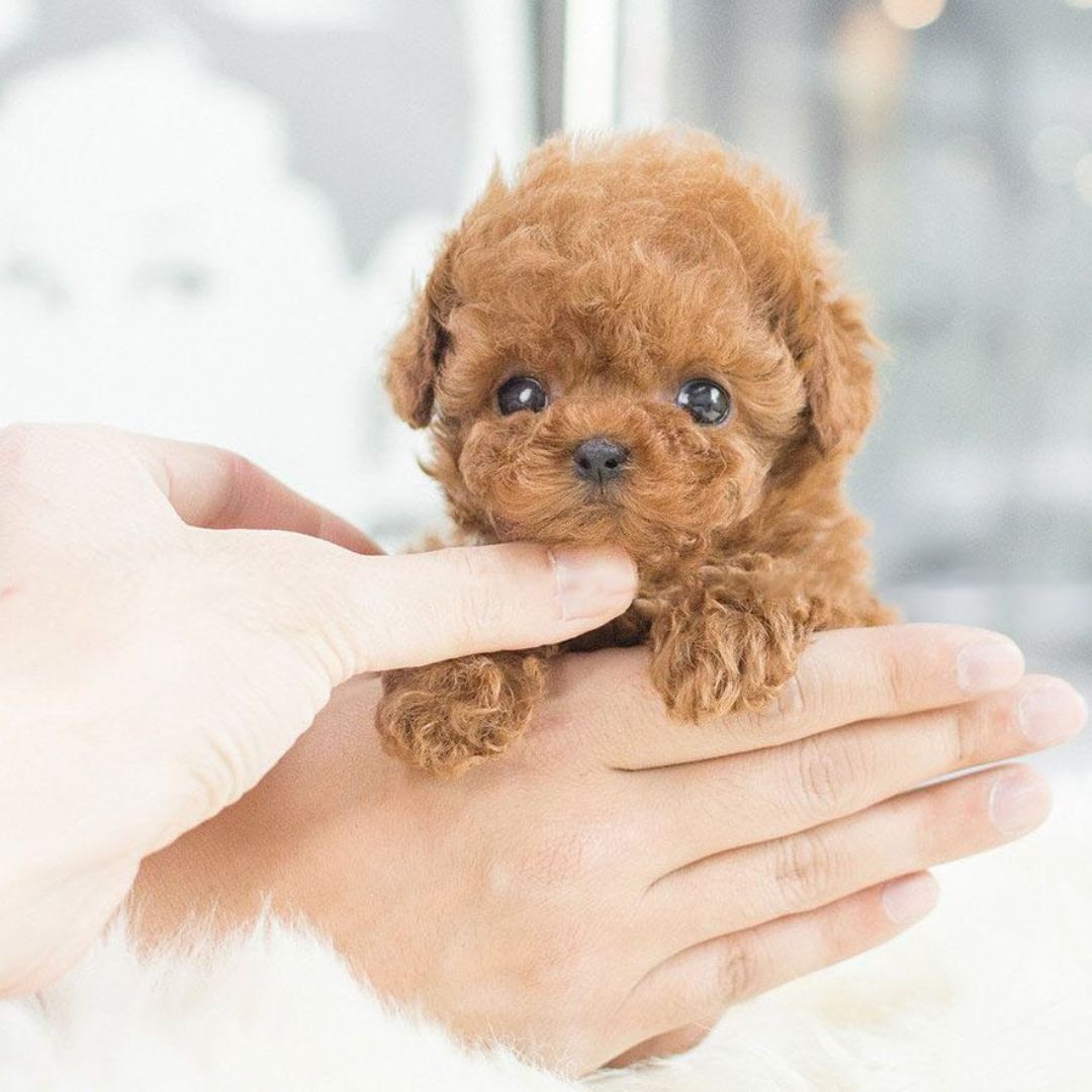 Real Puppy - Realistischer Roboter Welpe braun, 2