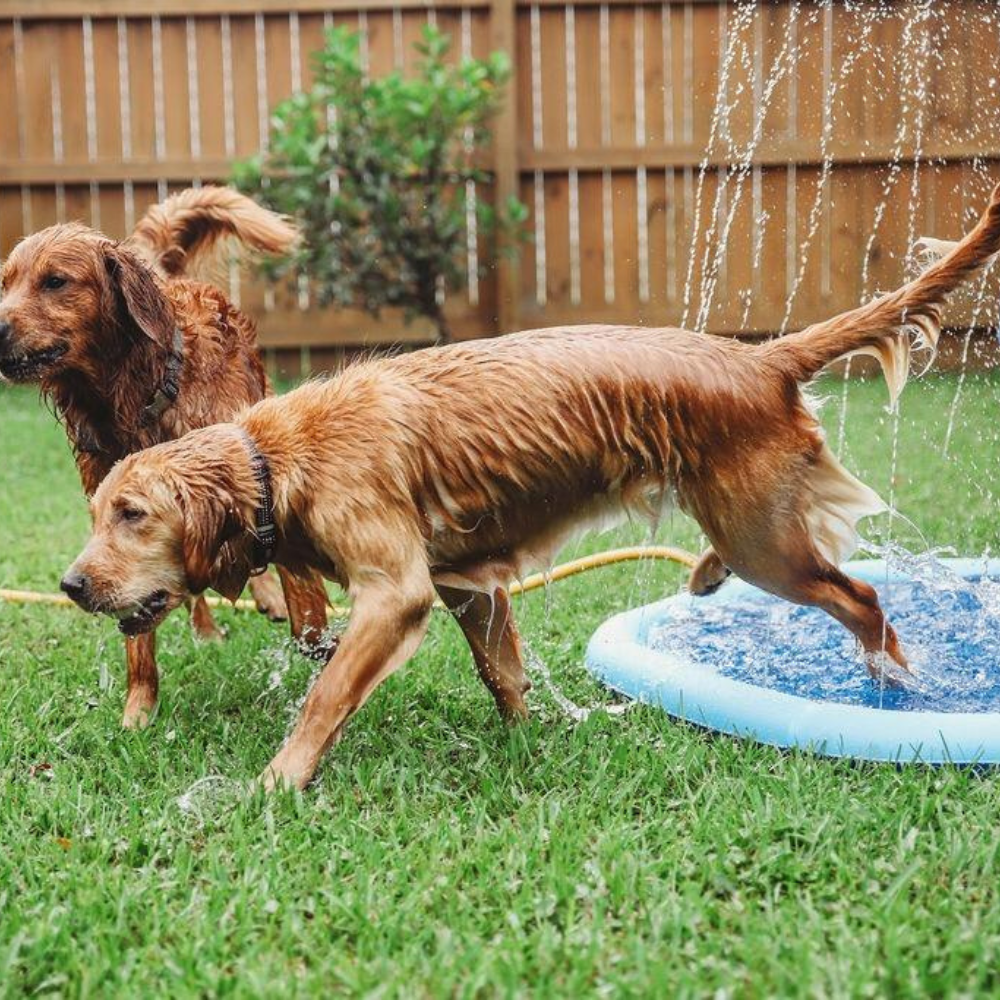 Hunde-Sprinklermatte I Hundebad I Hundepool für kleine und große Hunde I Faltbarer Planschbecken
