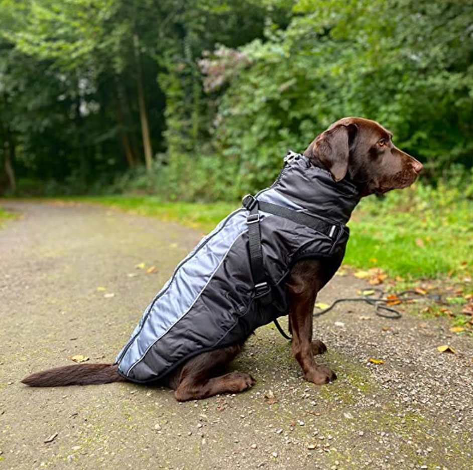 Allwetter Hundejacke mit Innenfutter und integriertem Geschirr grau 15