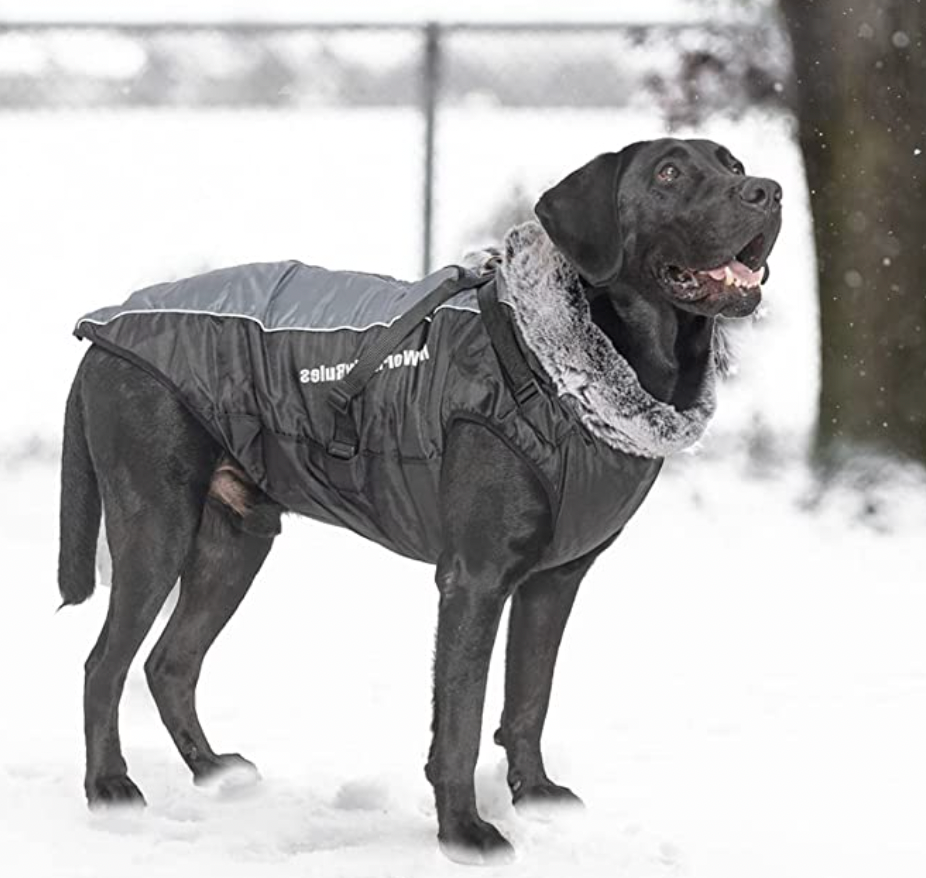 Allwetter Hundejacke mit Innenfutter und integriertem Geschirr grau 10