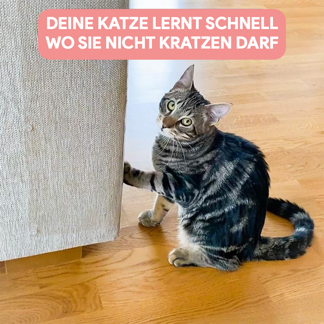 Transparenter Möbelschutz für Katzen