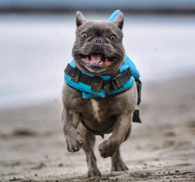 Hunde Schwimmweste