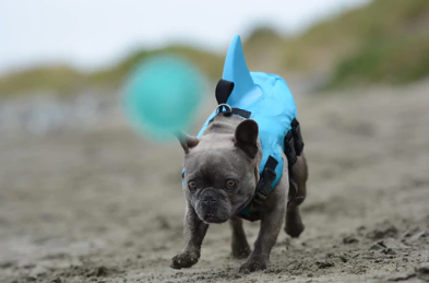 Hunde Schwimmweste