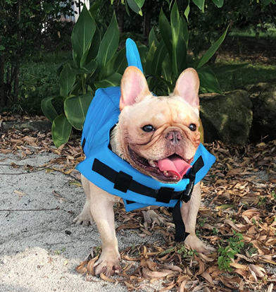 Hunde Schwimmweste