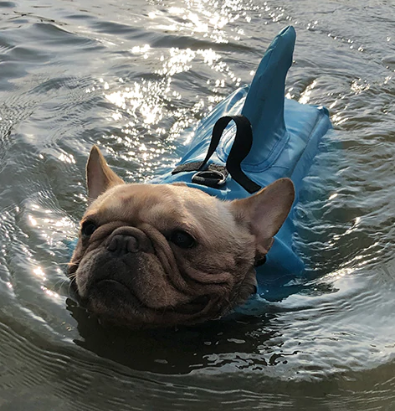 Hunde Schwimmweste