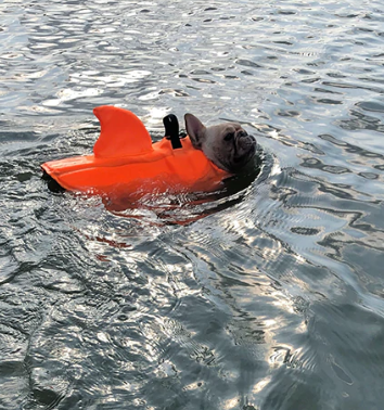 Hunde Schwimmweste