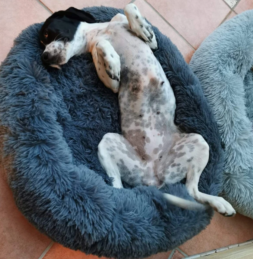 hundebett testsieger Das bestbewertete Hundebett von Tiertherapeuten entwickelt – Pfoten Paradies