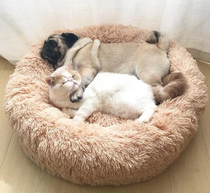 Das bestbewertete Hundebett von Tiertherapeuten entwickelt – Pfoten Paradies