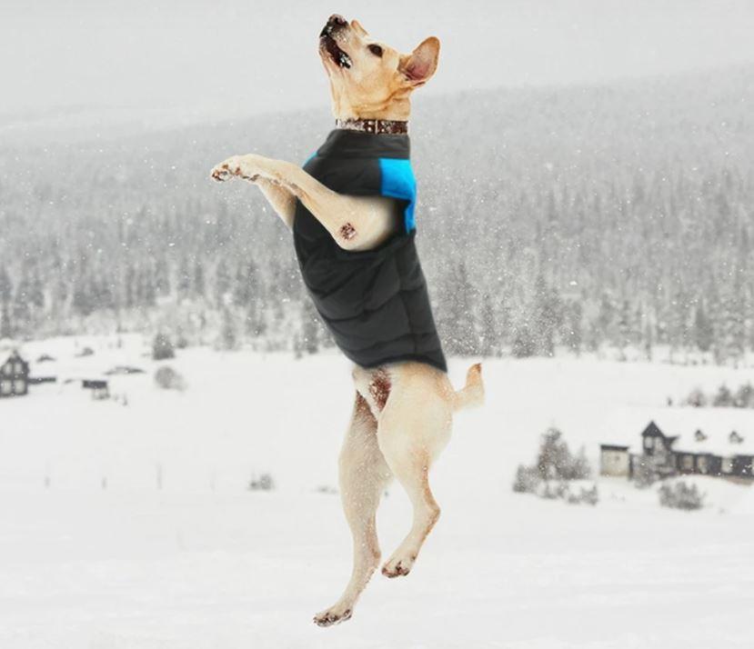 Winter-Hundejacke / Hundeweste / Hundemantel