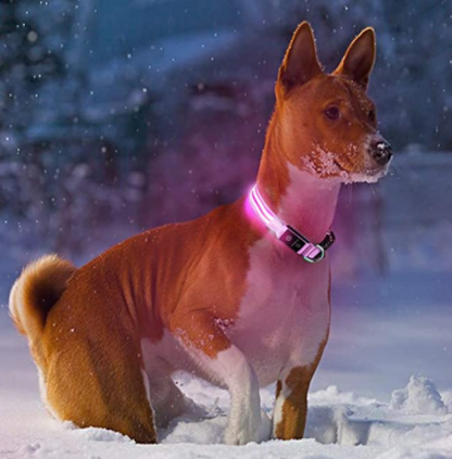 hundehalsband leuchtend