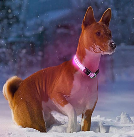 hundehalsband leuchtend