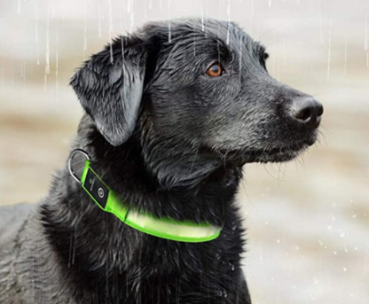 led hundehalsband