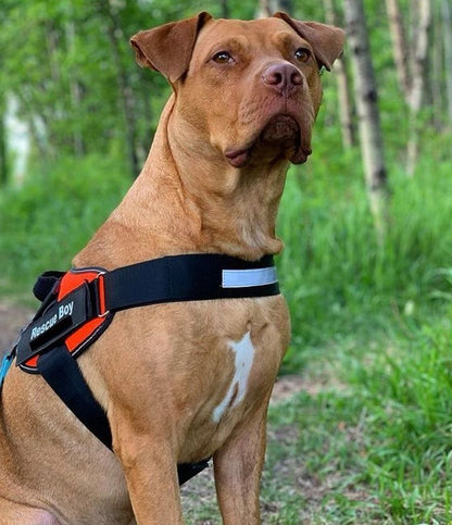 Personalisiertes Hundegeschirr mit verstellbare Träger und bruchsichere Schnalle