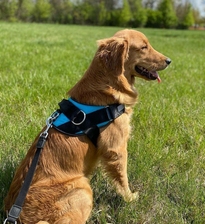 Flexy™ Power Hundegeschirr, strapazier- und anpassbar _blau 2