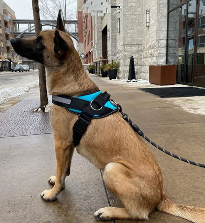 Flexy™ Power Hundegeschirr, strapazier- und anpassbar _blau