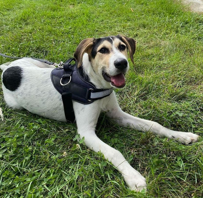 Personalisiertes Hundegeschirr mit verstellbare Träger und bruchsichere Schnalle