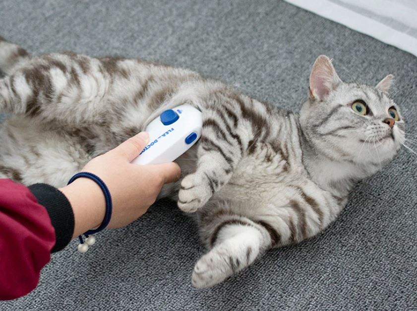 zeckenkamm katze