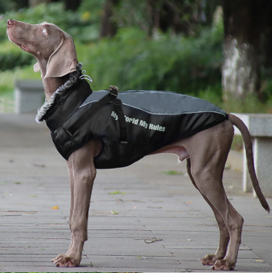 Allwetter Hundejacke mit Innenfutter und integriertem Geschirr grau 7
