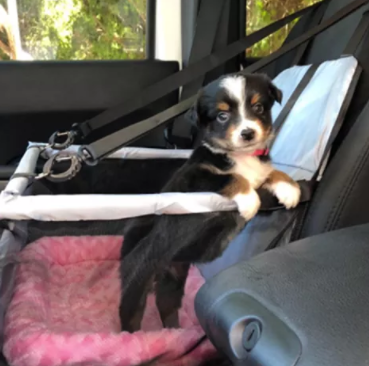 Hunde-Autositz - extra stabil & hochwertig, für kleine bis mittlere Hunde, schwarz 2