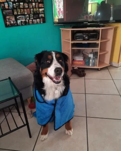 Mikrofaser-Bademantel für Hunde - waschbar_blau_7