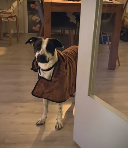 Mikrofaser-Bademantel für Hunde - waschbar_braun_4