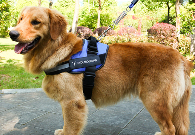 Flexy™ Power Hundegeschirr, strapazier- und anpassbar_blau 4
