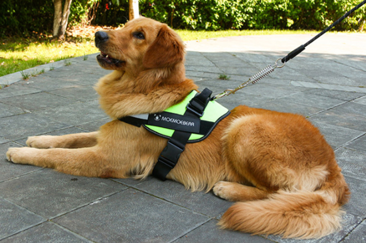 Flexy™ Power Hundegeschirr, strapazier- und anpassbar _testsieger
