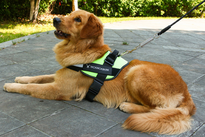 Flexy™ Power Hundegeschirr, strapazier- und anpassbar _testsieger