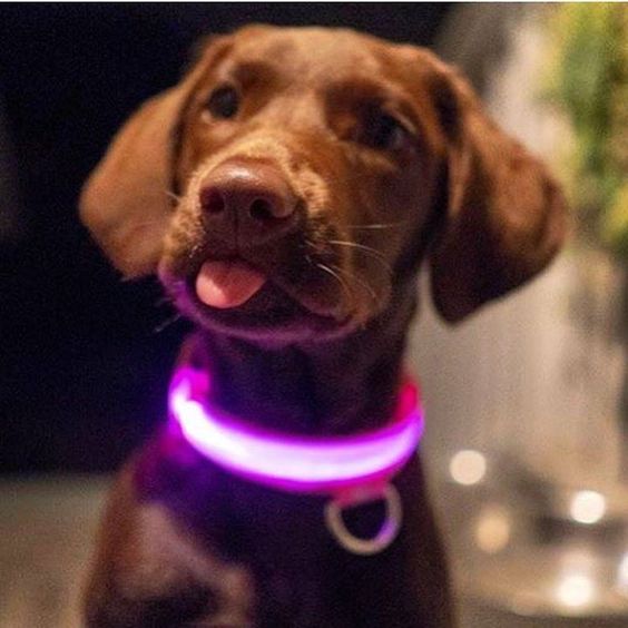 led hundehalsband pink