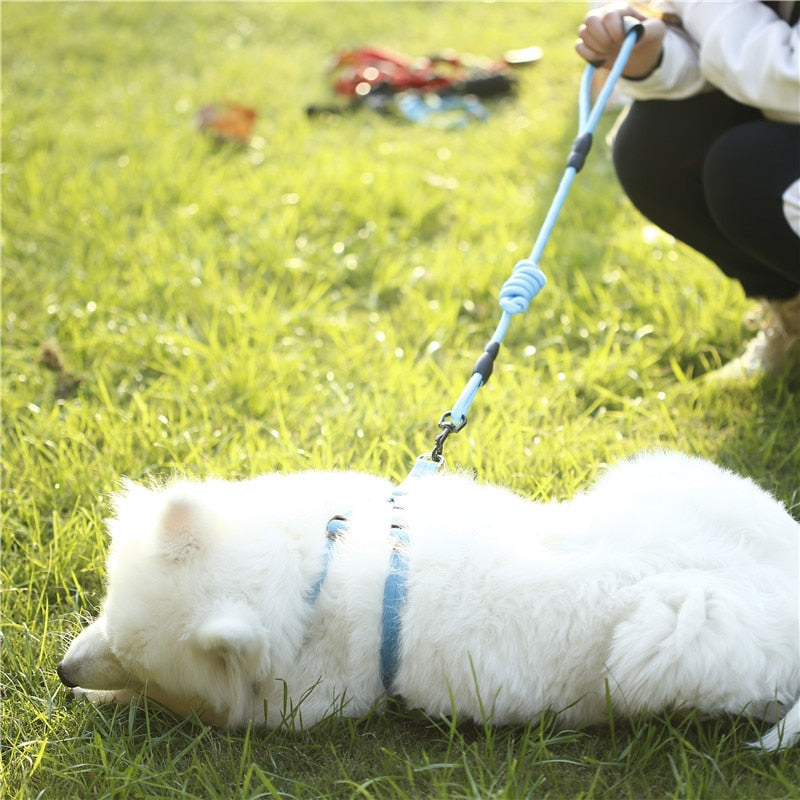 hundeleine und hundegeschirr set blau test