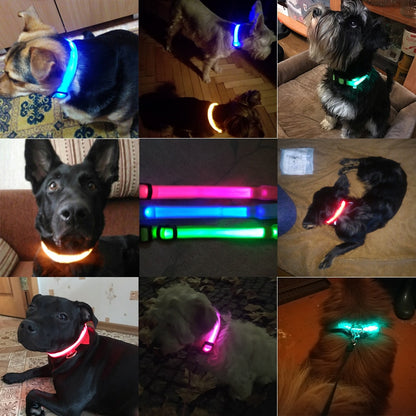 hundehalsband testsieger